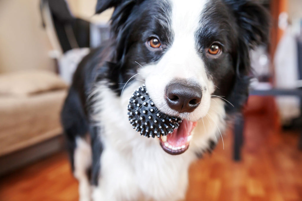 Tierheimat - Spielzeug & Ausbildungssachen für deinen Hund