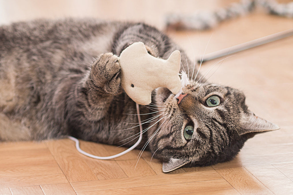 Tierheimat - Spielzeug für deine Katze