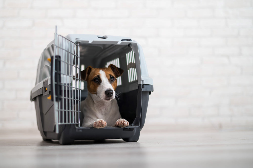 Tierheimat - Boxen & Transportboxen für deinen Hund
