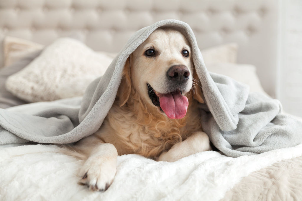 Tierheimat - Betten & Decken für deinen Hund