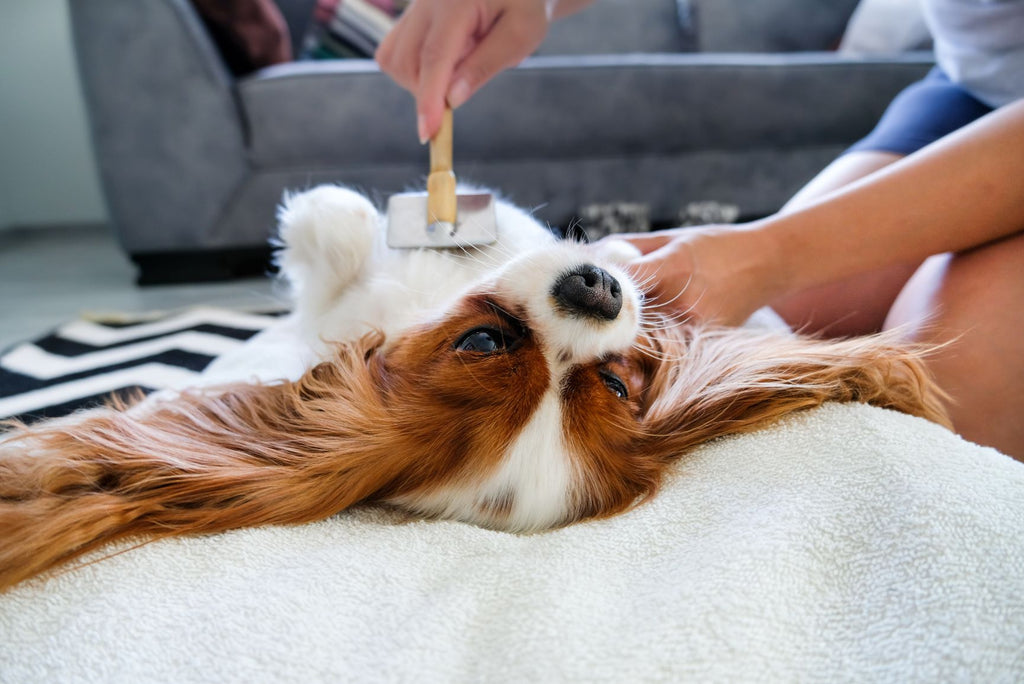 Tierheimat - Pflege- und Hygieneartikel für deinen Hund