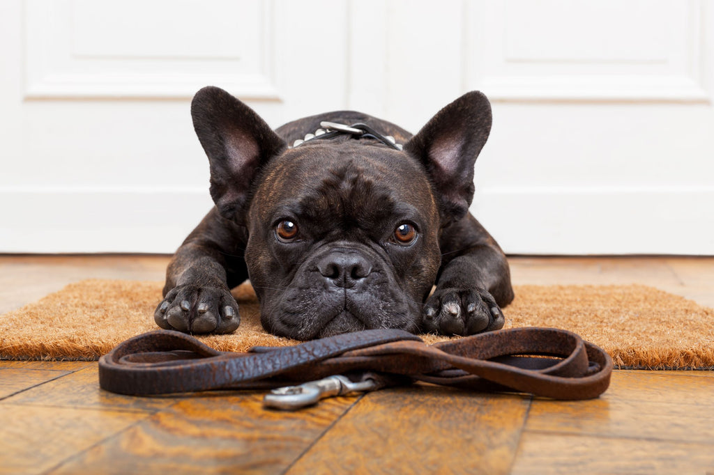 Tierheimat - Leinen, Halsbänder & Geschirre für deinen Hund