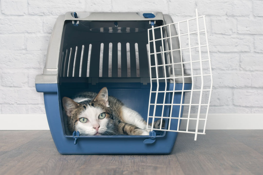 Tierheimat - Boxen & Transportboxen für deine Katze