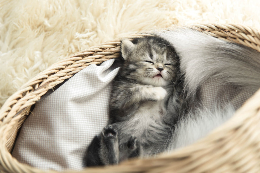 Tierheimat - Hier findest du kuschelige Decken, Katzenkörbe und Häuser für deine Katze