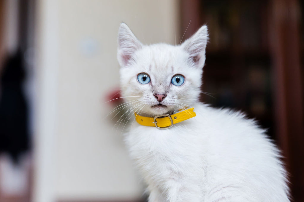 Tierheimat - Leinen & Halsbänder für deine Katze