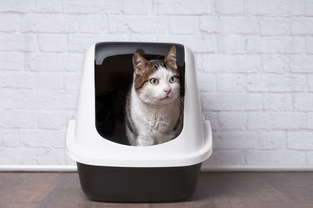 Tierheimat - Toiletten für deine Katze