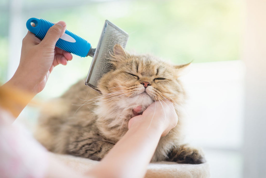 Tierheimat - Pflege & Hygieneartikel für deine Katze