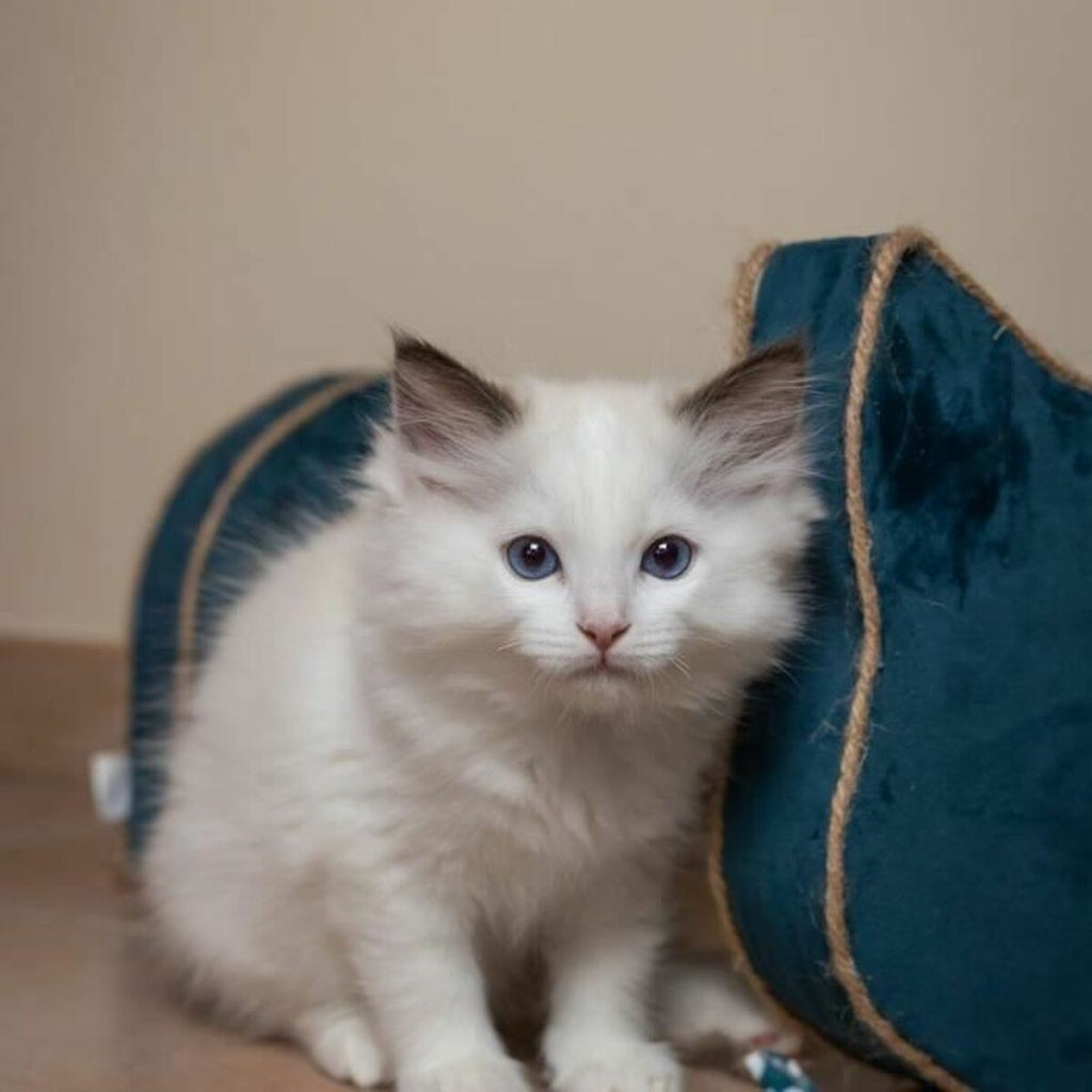 V2H5C564EC7C980046F6003A33DF6D4780AR6669443P5